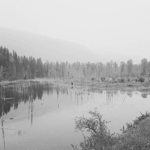 Abhorrent Forest : Thorn of Torment